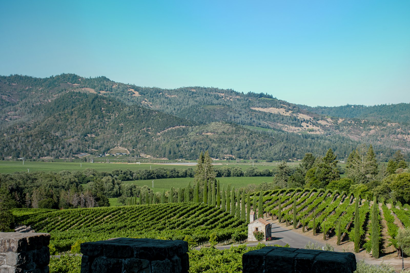 Rows of vineyards across the upper Napa Valley floor with forested hills behind them.