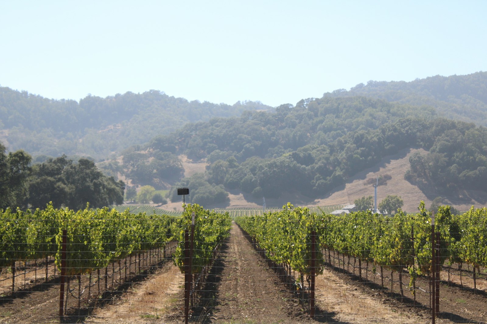 Rows of grapevines leading toward wooded hills under a hazy summer sky.