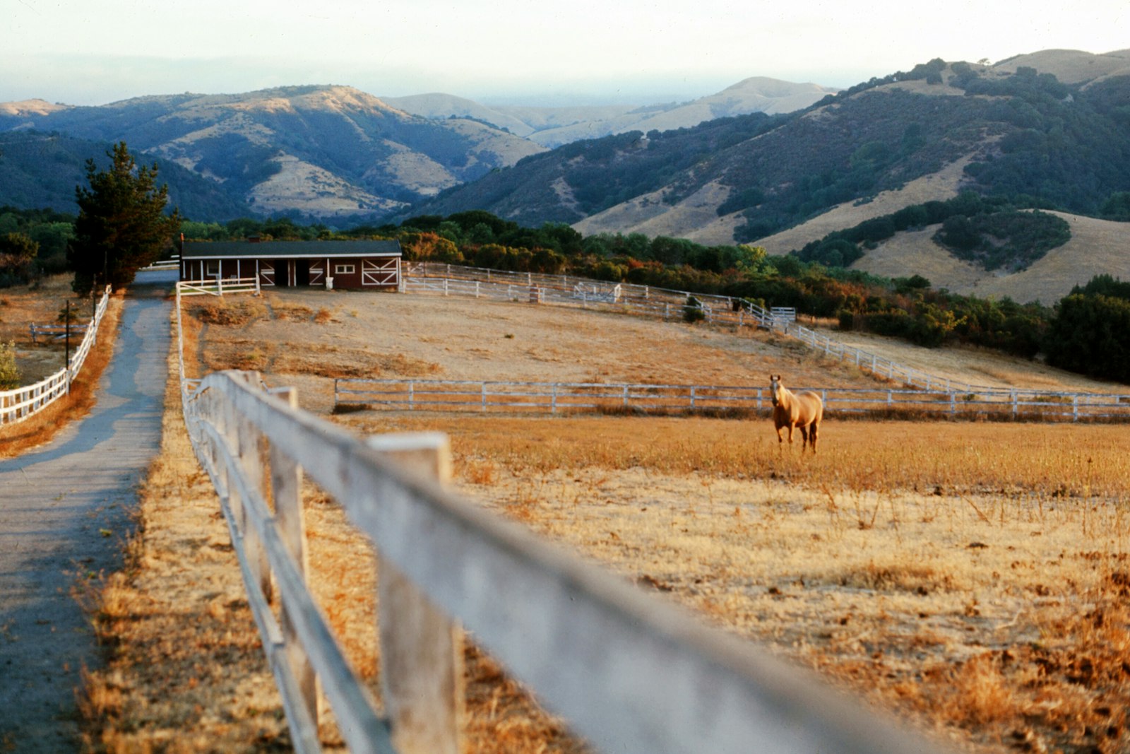 A brown horse grazing in a fenced pasture with trees behind it.