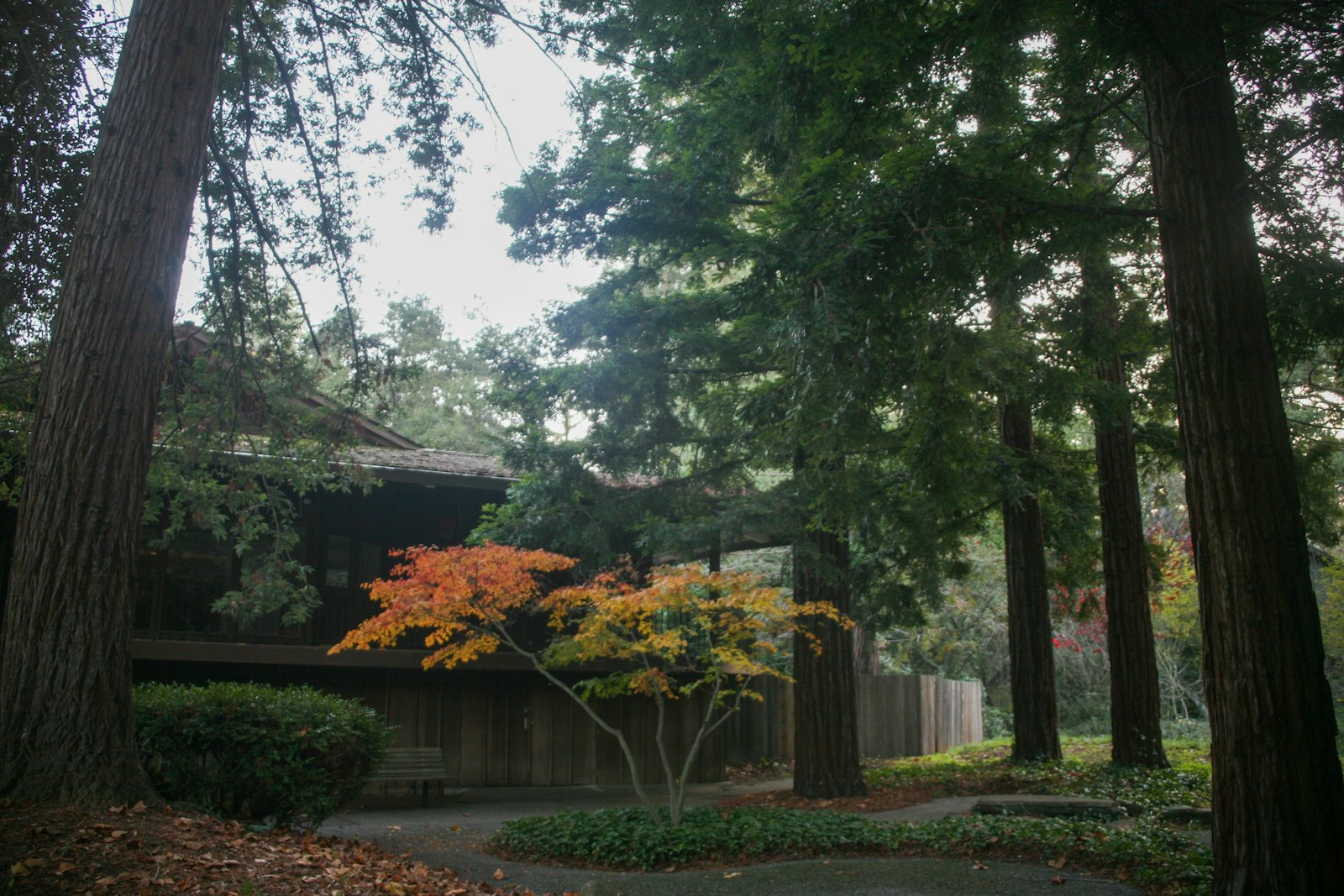 A dark wood-sided home tucked among tall redwood trees with a red Japanese maple by the path.